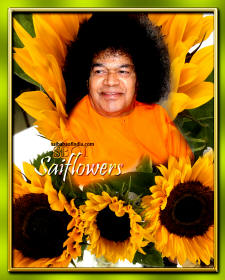 sunflowers-sri-sathya-sai-baba-RPJPSL-THANKS-saiflowers-saifollowers