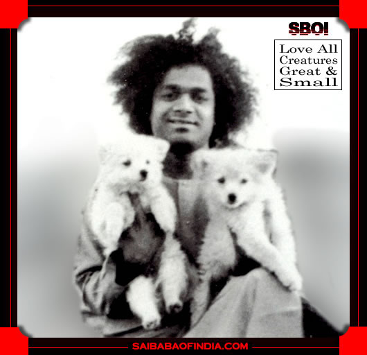 SATHYA SAI BABA WITH TWO DOG PUPPIES - LOVE ALL CREATURES GREAT AND SMALL