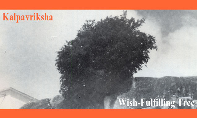 WISH-FULFILLING TREE IN PUTTAPARTHI INTACT...