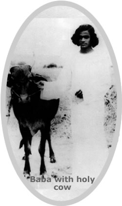 Sai Baba with holy cow